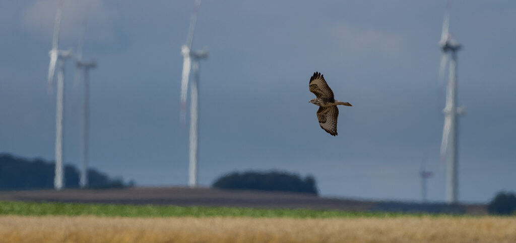 Innovation for bird protection in wind parks